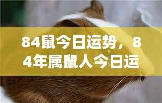 84年属鼠人今日运势揭秘及运势大解密
