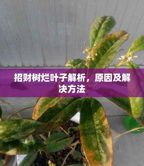 招财树烂叶子解析，原因及解决方法